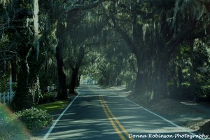 Spanish Moss drapes the overhanging trees of Old Demere Rd.