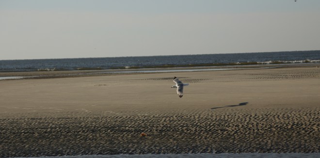 IMG_1066 032815 Walk on the Beach cropped