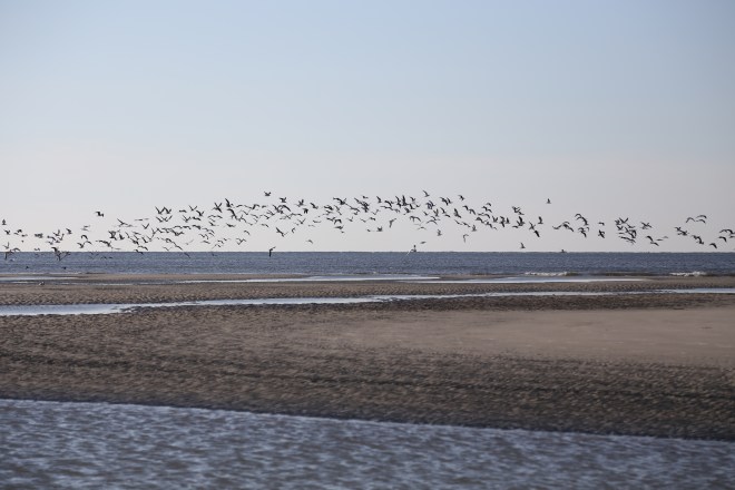 Walk on the beach at low tide