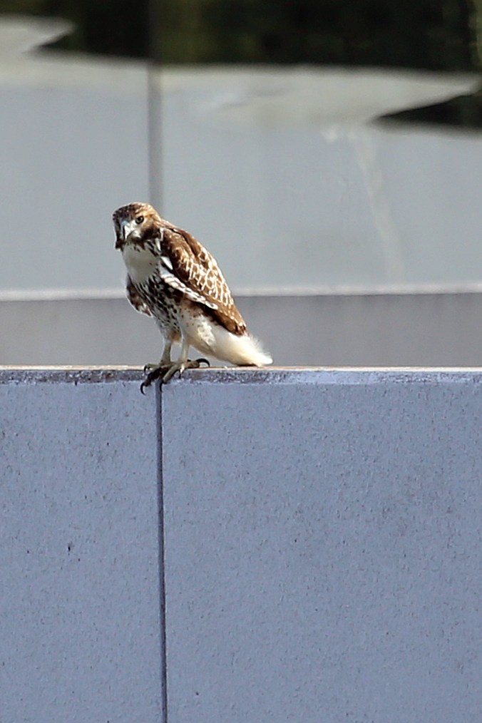 IMG_5589 081415 Resting Hawk