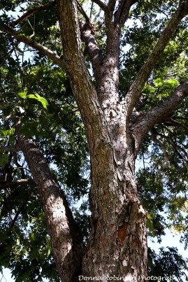 IMG_8181 101715 Pecan Tree copyright