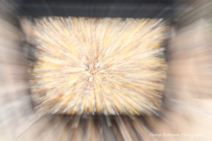 IMG_0813 022116 Bird Food Zooming