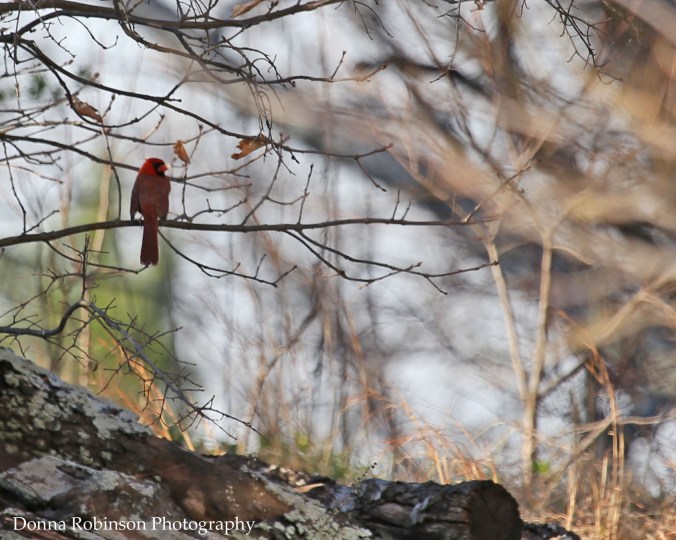 img_7747-030417-signs-of-spring