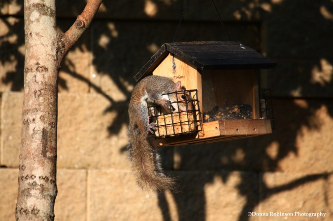 IMG_0050 070617 Squirrels Feeding Frenzy copyright