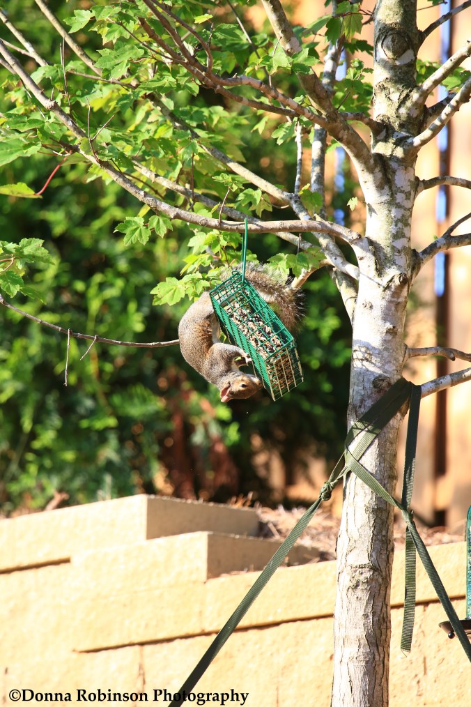 IMG_0060 070617 Squirrels Feeding Frenzy