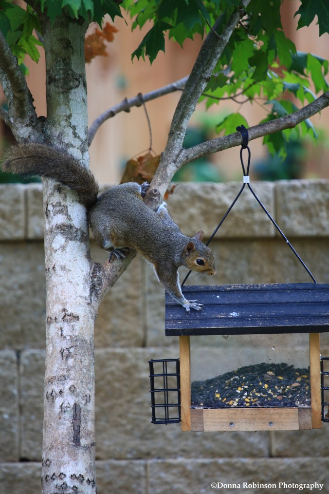 IMG_0406 071117 Squirrels