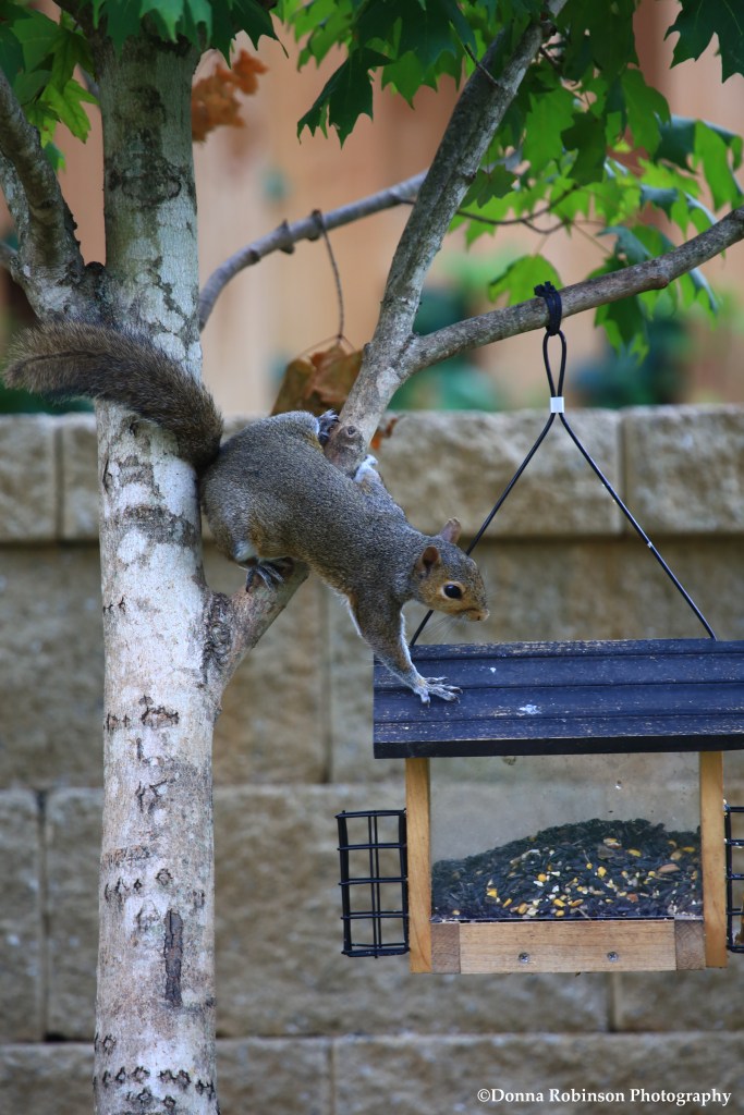 IMG_0406 071117 Squirrels