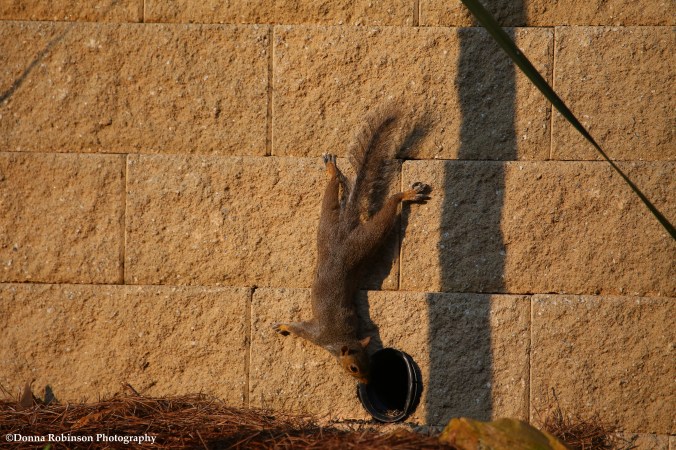 IMG_0872 072217 Spider Squirrel