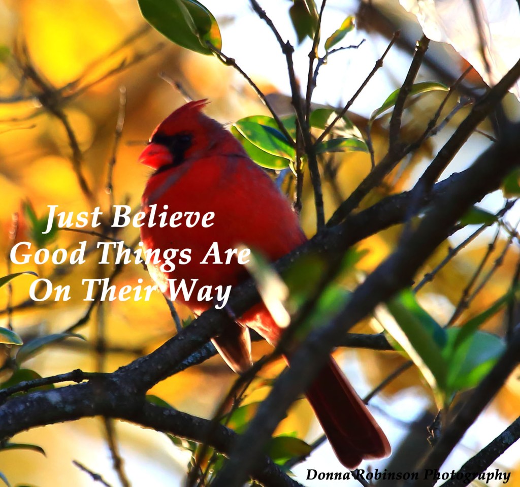 IMG_2934 Cardinal 110517 Good Things copyright