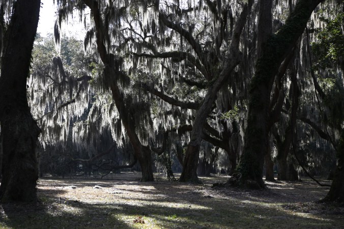 IMG_0803 030715 Spanish Moss of St Simons Island copyright