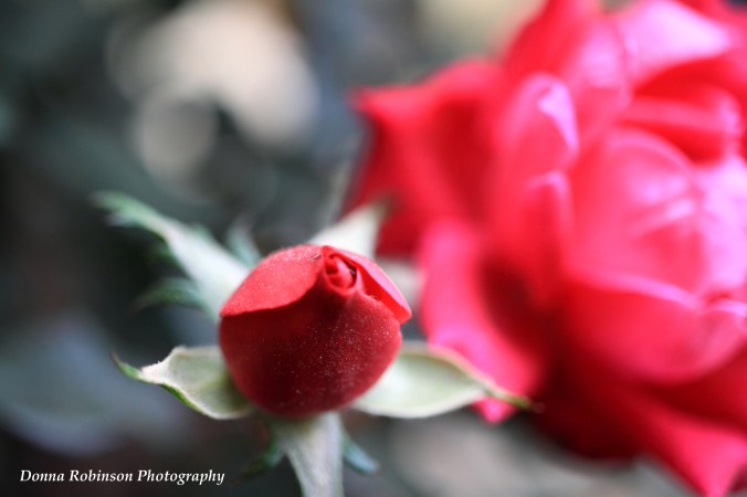 IMG_7192 Knock Out Rose 040318 copyright