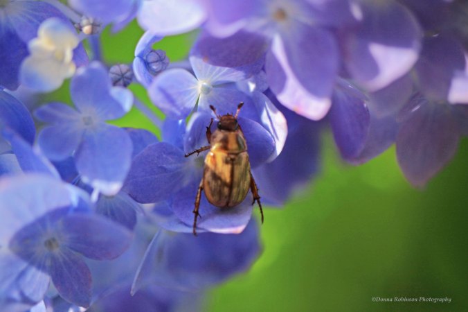 IMG_7293 060118 Hydrangea with Beatle copyright