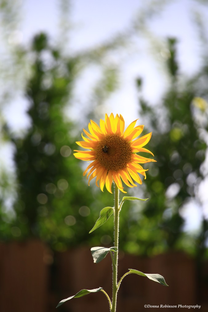 IMG_6255 063018 The Accidental Sunflower