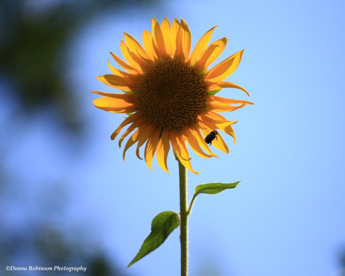 IMG_6273 063018 The Accidental Sunflower