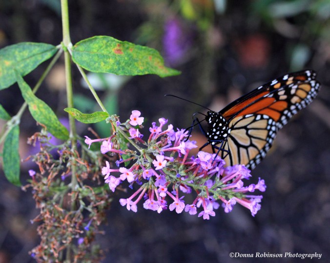 IMG_7530 101518 Butterflies copyright