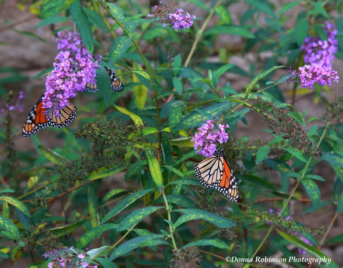 IMG_8584 101518 Butterflies copyright