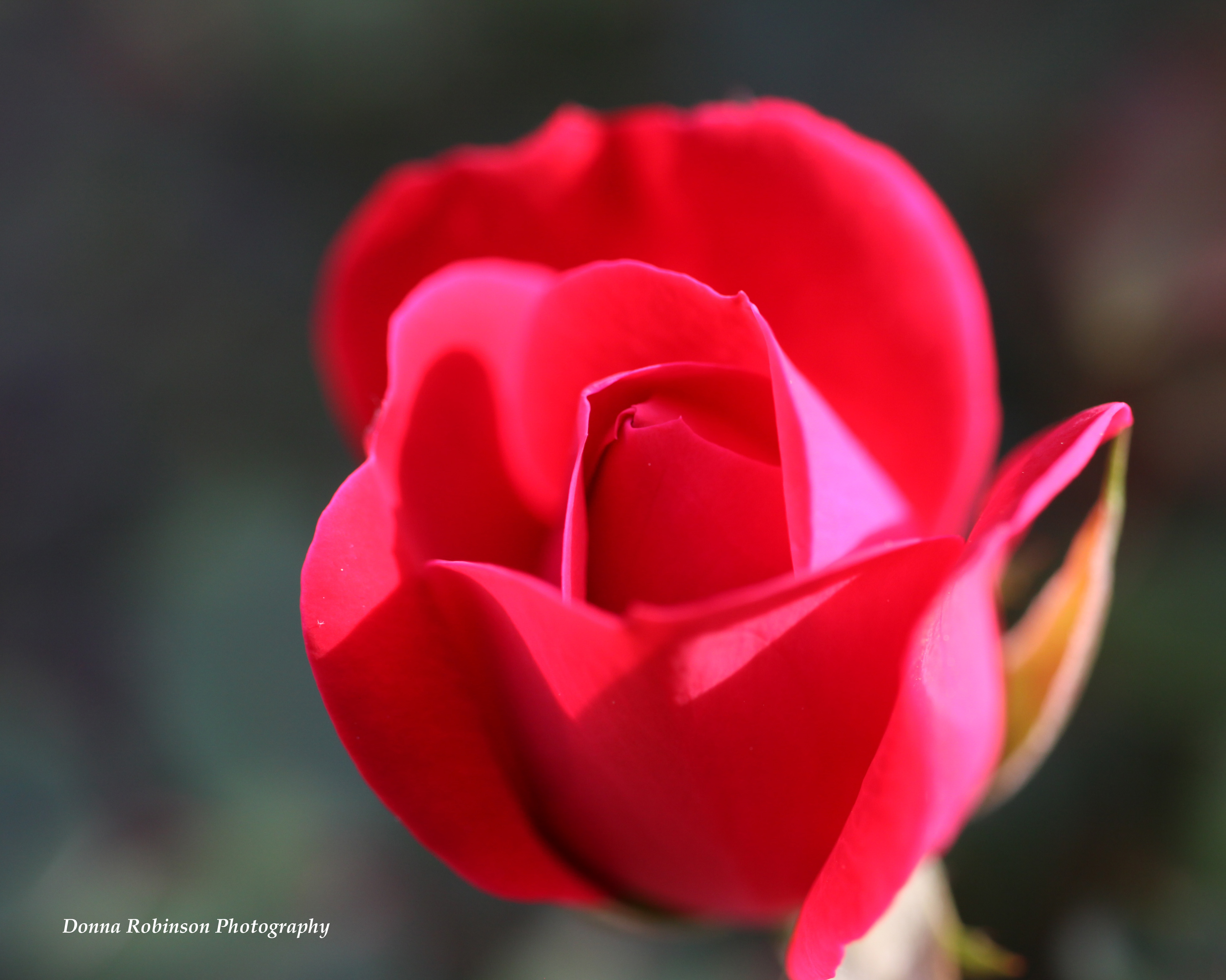 IMG_7709 041319 Knock-out Rose Macro copyright