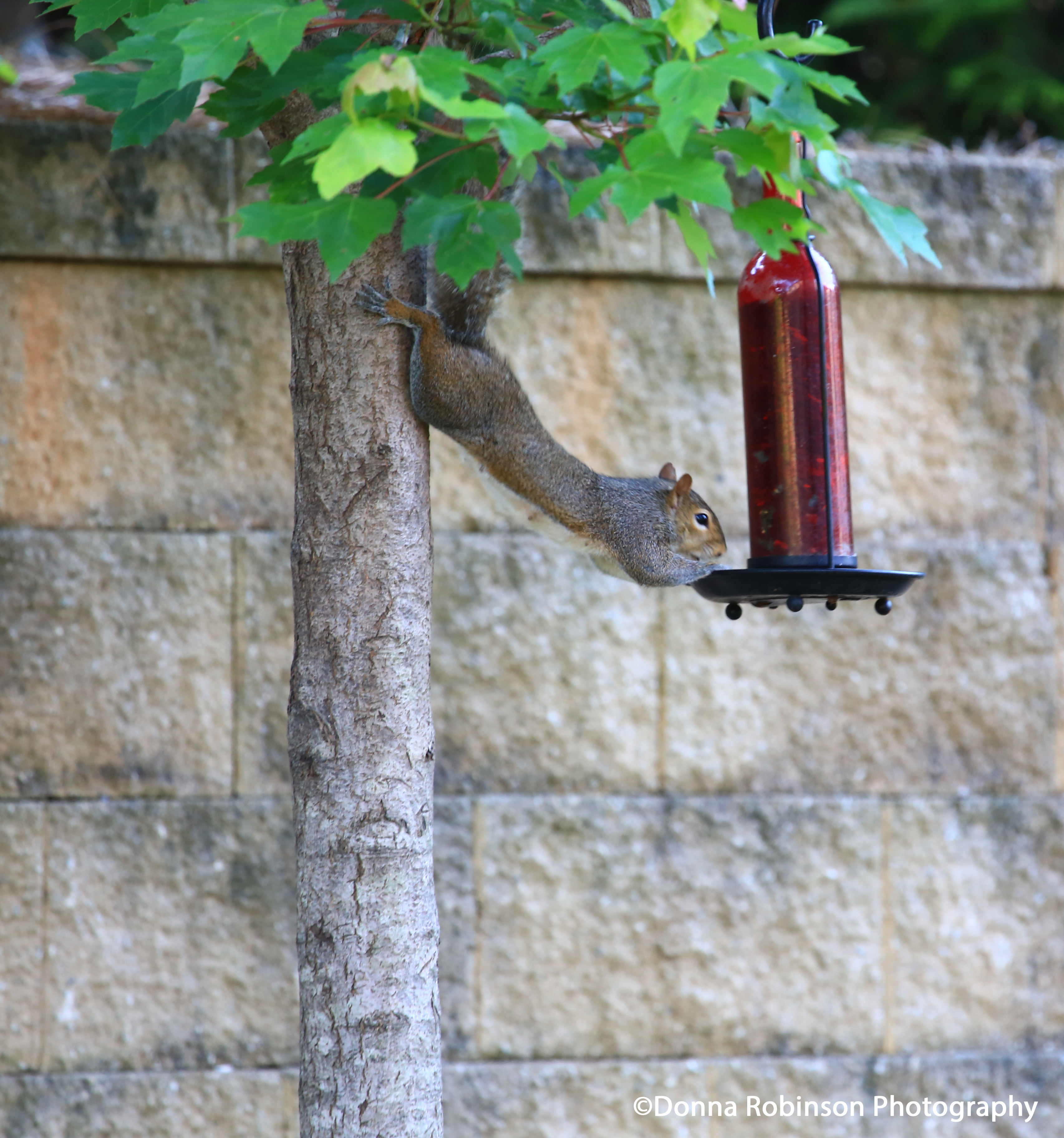 IMG_1626 061019 Squirrel copyright