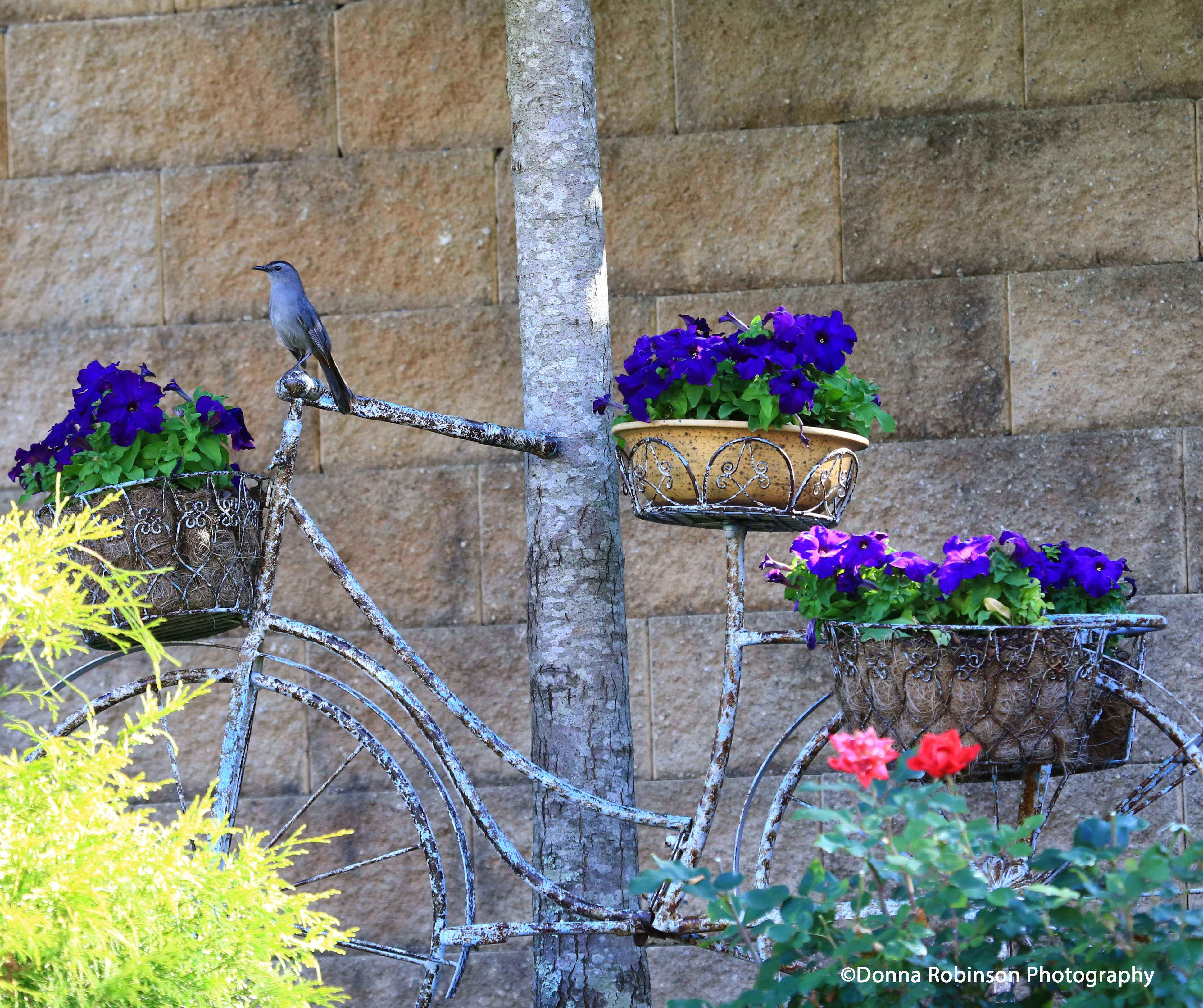 IMG_1691 061019 Let's Ride copyright