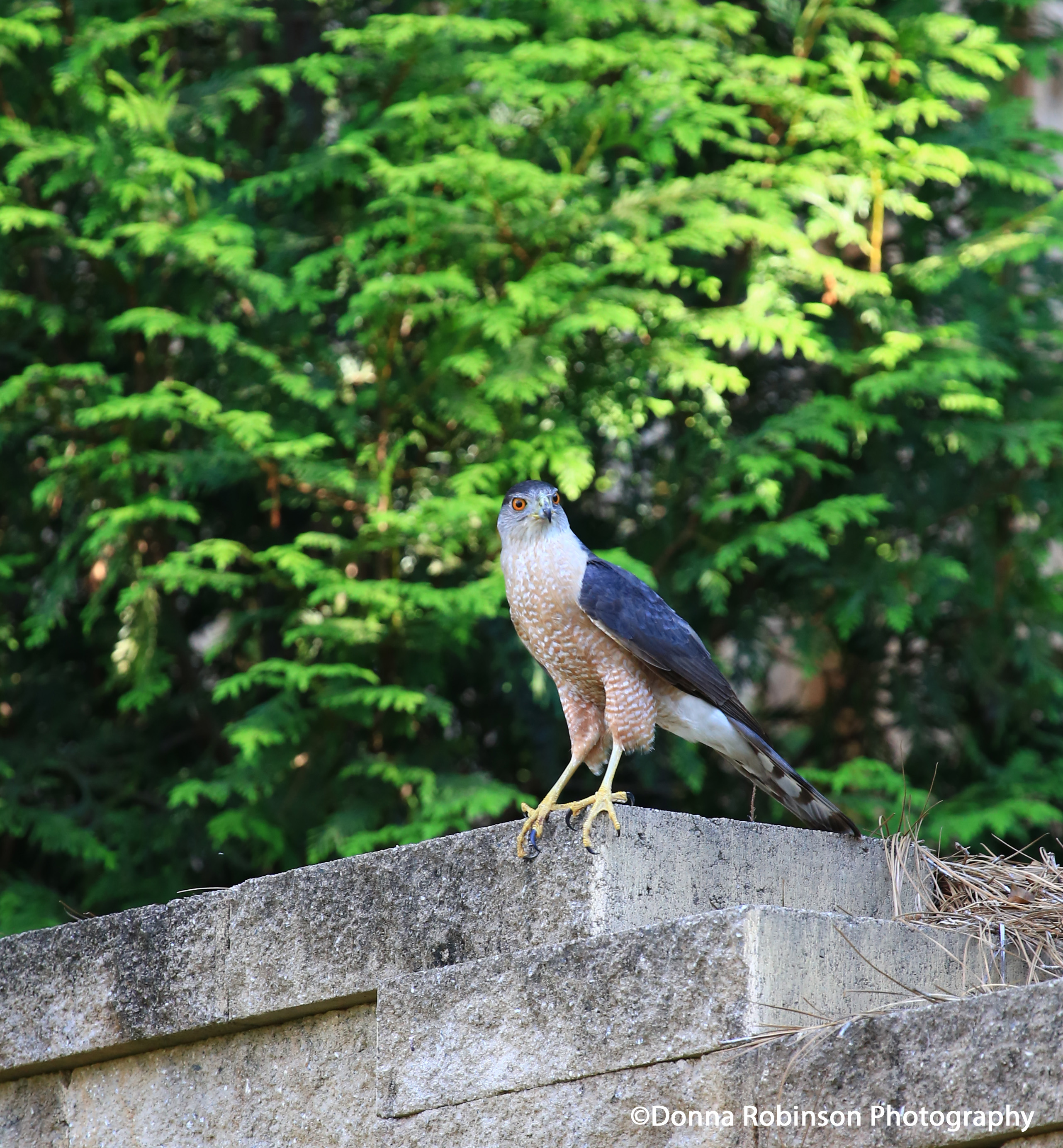 IMG_1706 061019 Hawk Out Shopping copyright