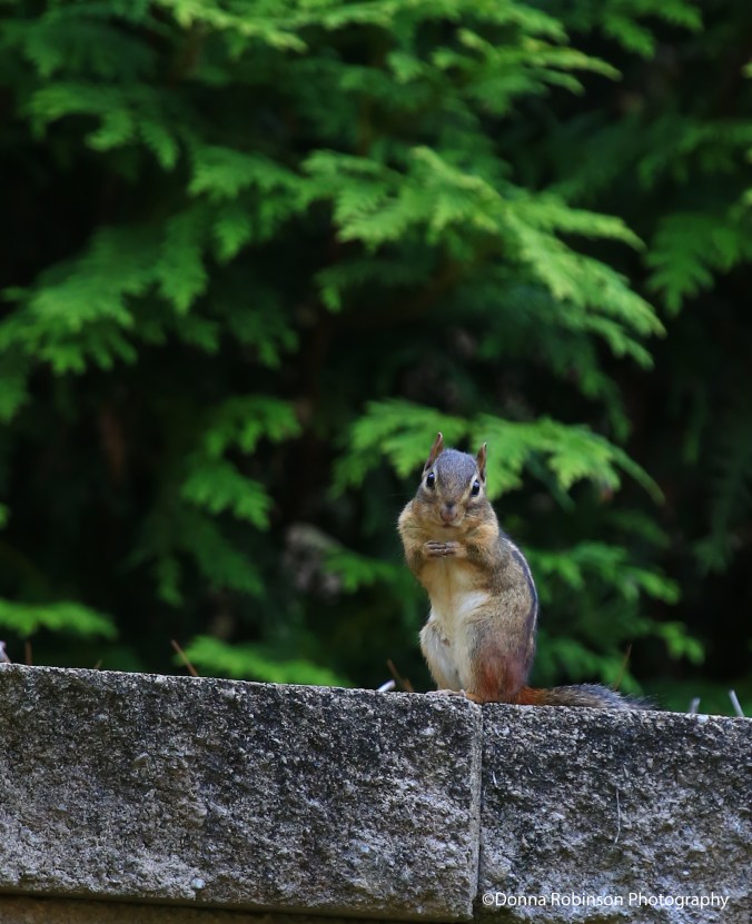 IMG_1713 061019 Chipmunks in the Garden Copyright