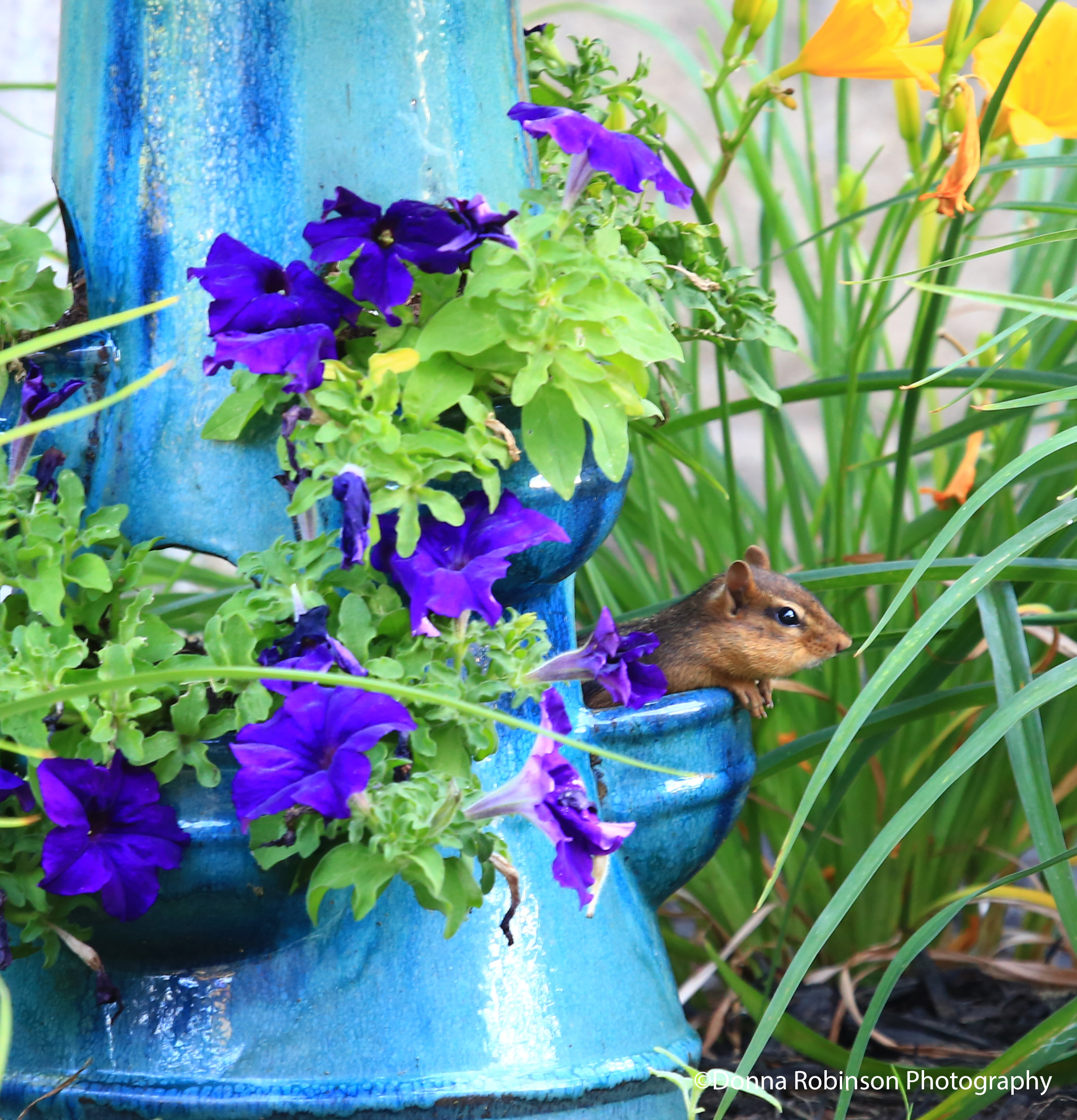 IMG_1749 061019 Chipmunks in the Garden copyright