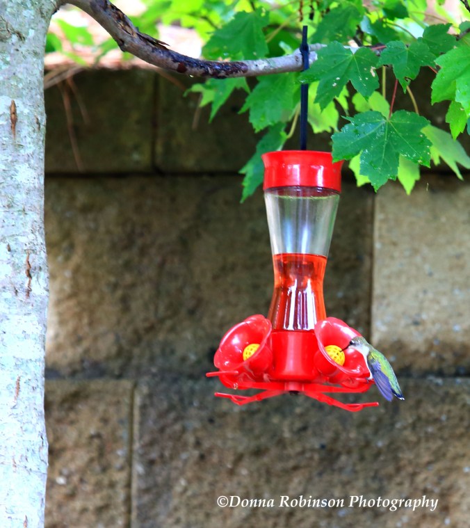 IMG_2655 Hummingbirds copyright