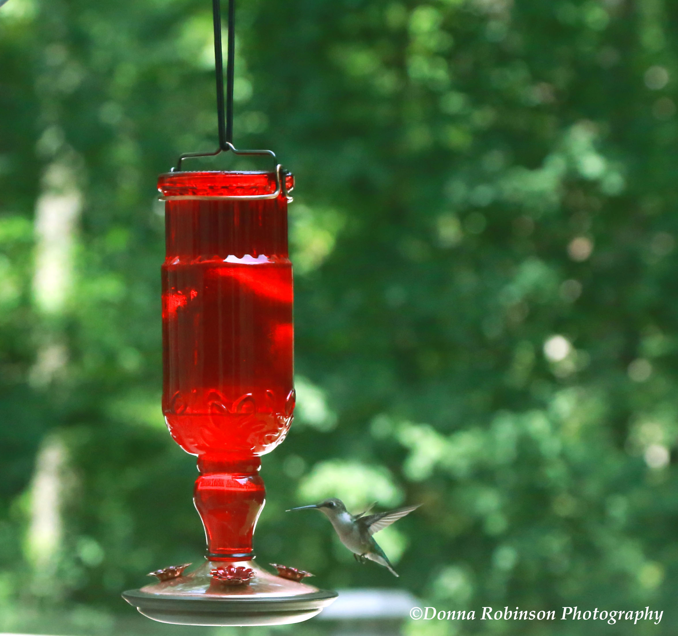 IMG_2963 081119 Reagan's Hummingbird copyright