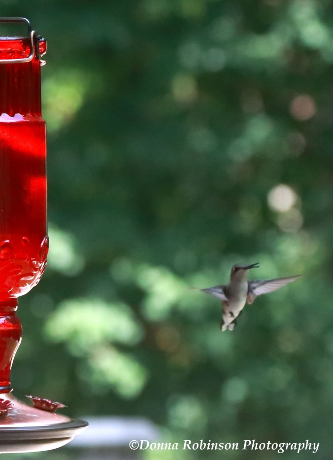 IMG_2971 081119 Reagan's Hummingbird copyright