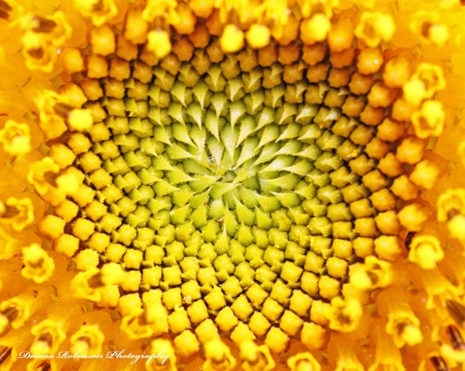 Sunflower Macro Photography