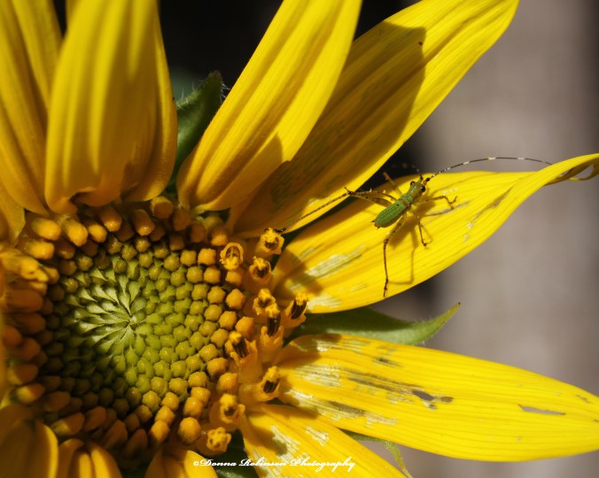 IMG_7944 062920 Sunflower Macro - Green Bug