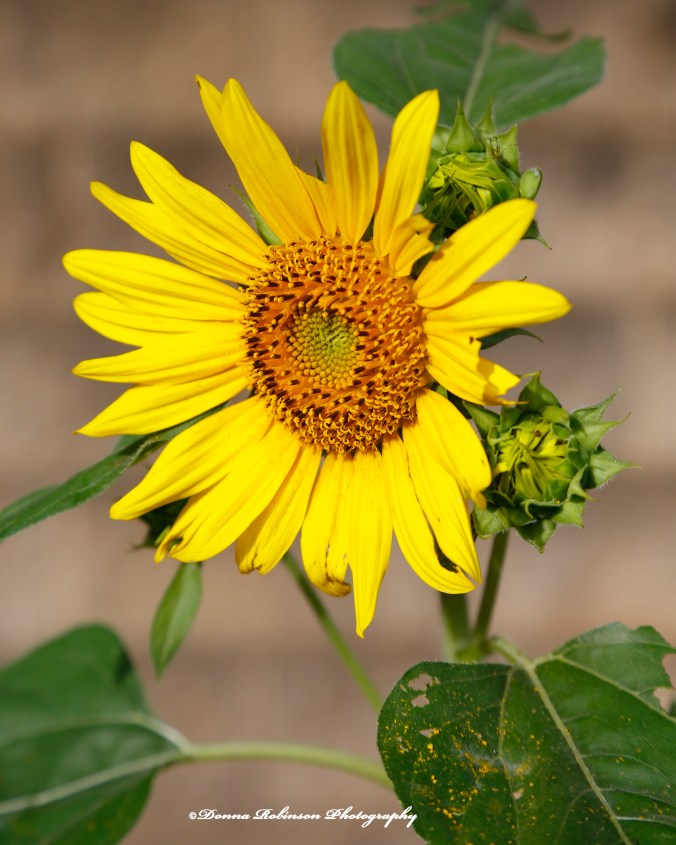 _MG_6561 062620 Wild Sunflower