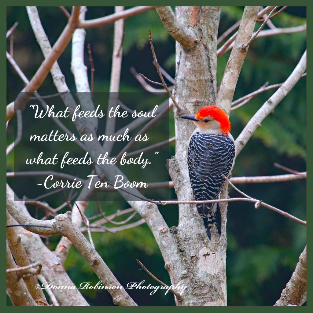 "What feeds the soul matters as much as what feeds the body." Corrie Ten Boom quote featured on a photo of a Red Belly Woodpecker in a tree.