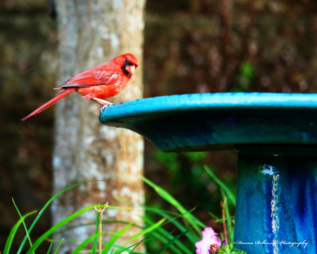 Northern Red Cardinal on blue bird bath. Cardinal looks as if he is staring directly at you.