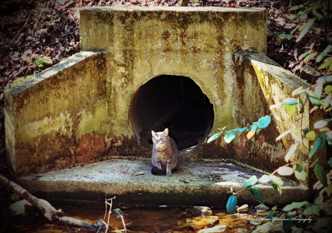 Ferrel cat guarding a water drain in the woods