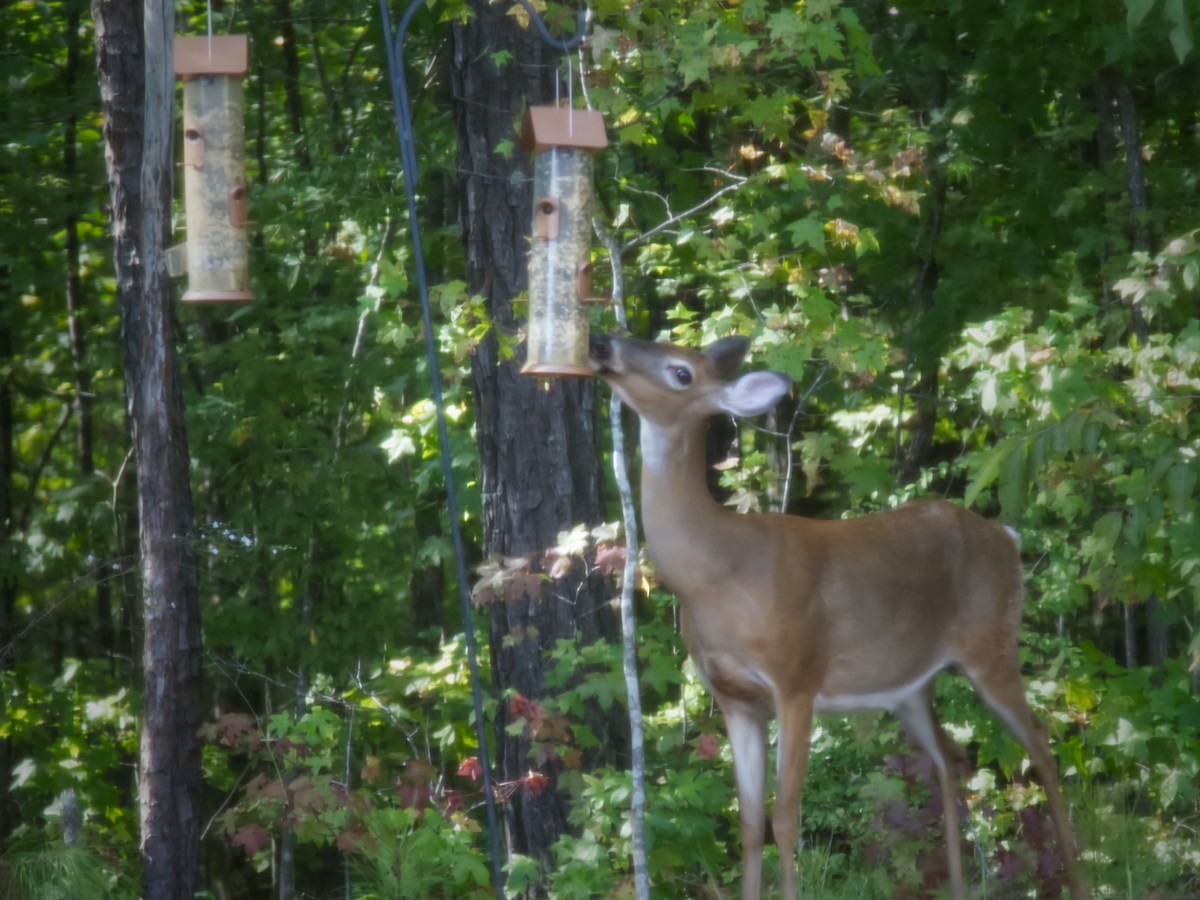 Wordless Wednesday – An Unexpected Guest at the Bird&nbsp;Feeder