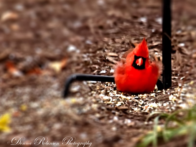 Out Like a&nbsp;Lion