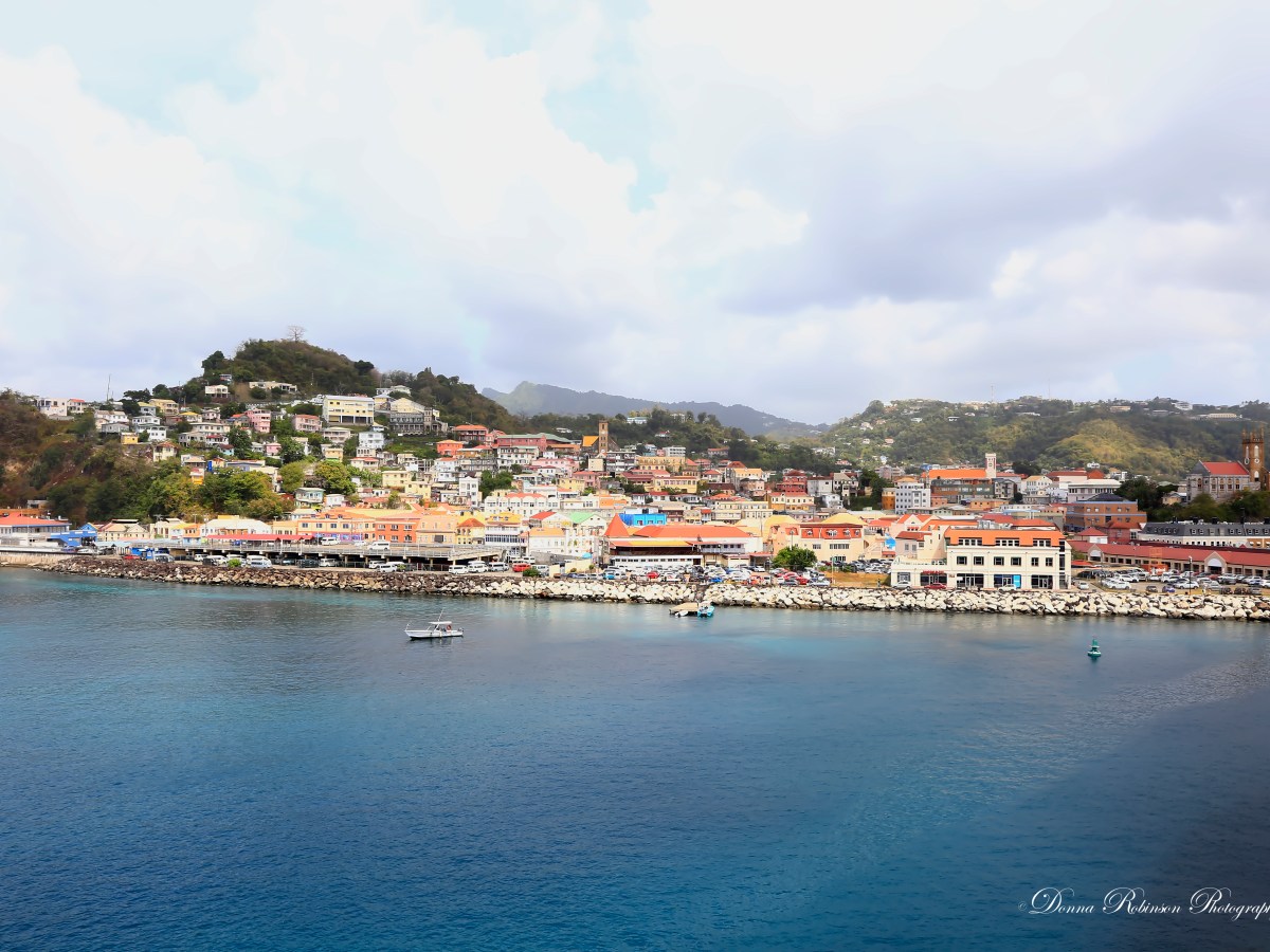 The Tree –&nbsp;Granada