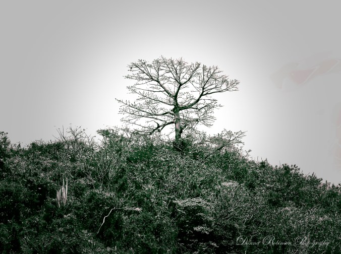 The Tree – Granada | Donna Robinson Photography