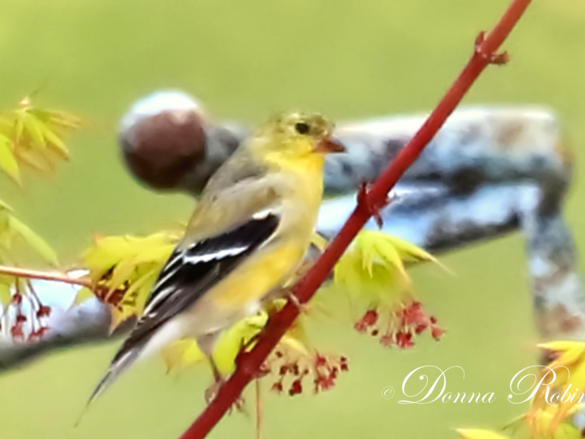 Hide and Seek – American&nbsp;Goldfinch