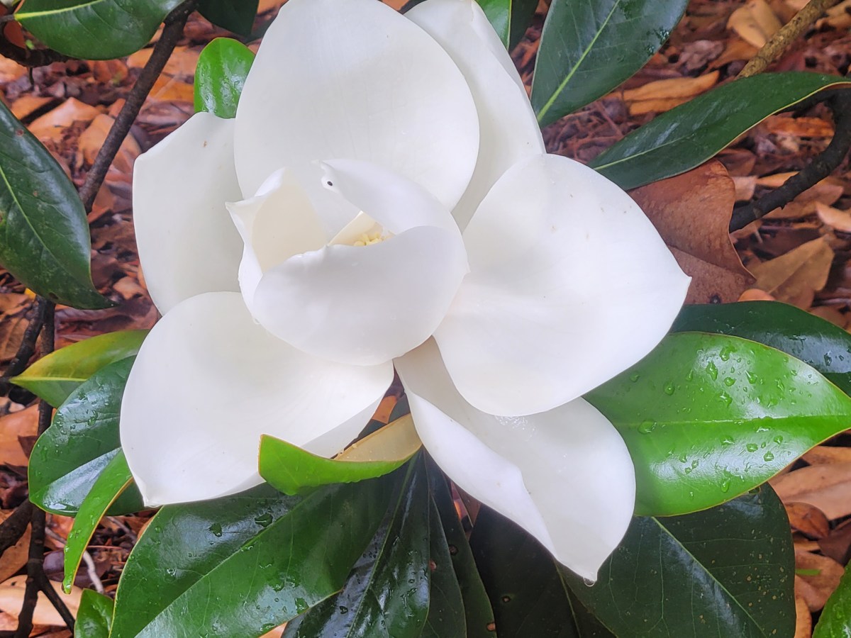 Sunday Vibes – After the&nbsp;Rain