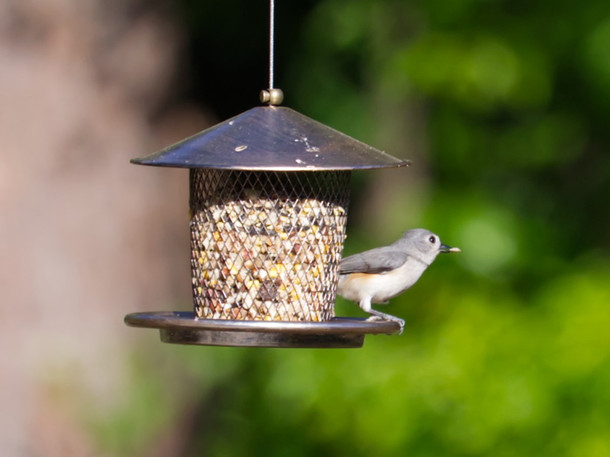 Sunday Vibes – Keep Calm and Chirp&nbsp;On
