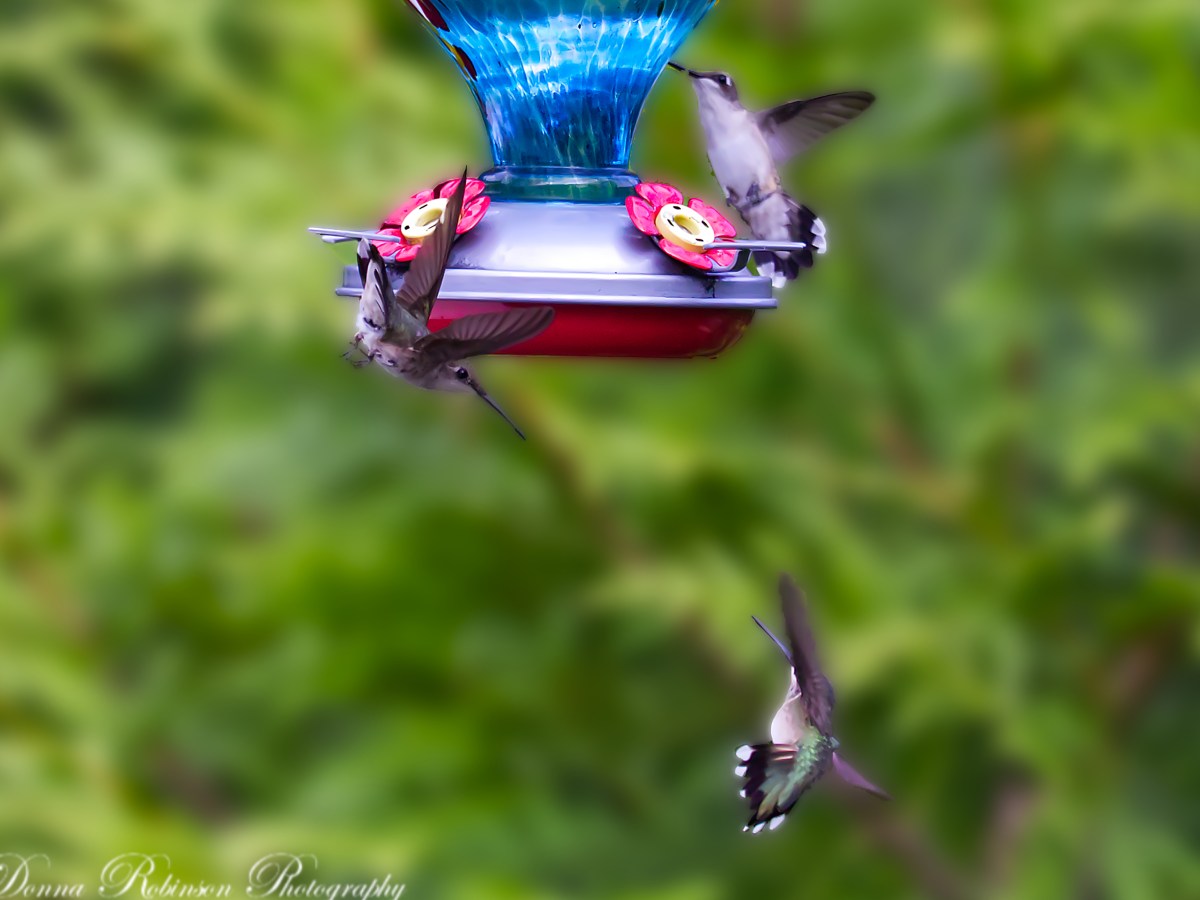 3 Little Birds