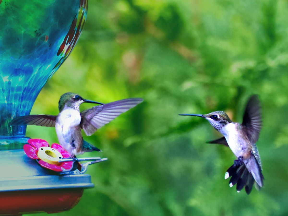 Hummingbird Wars Are a Real&nbsp;Thing